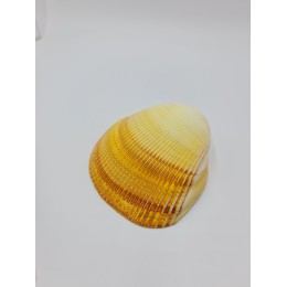 Pacific Cockle Single - Polished - 13 cm