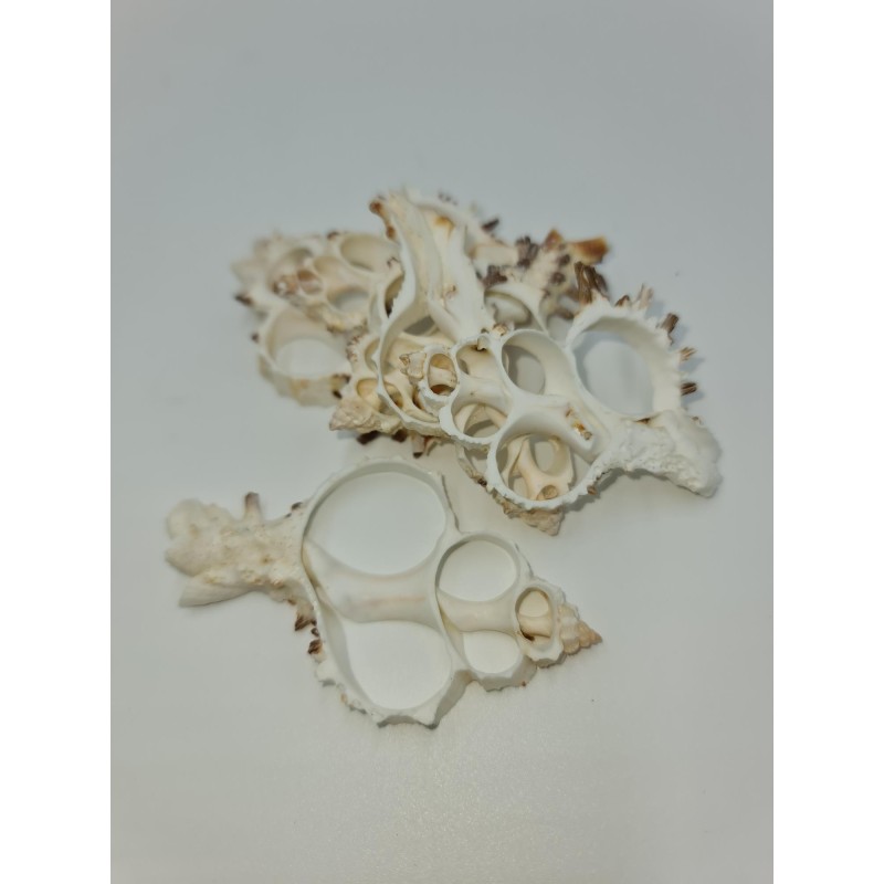 Murex Slices 7-10cm