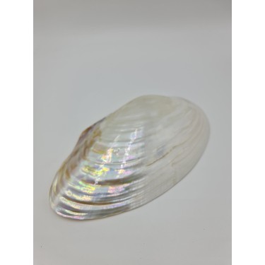 Polished Cabebe 28cm-30cm