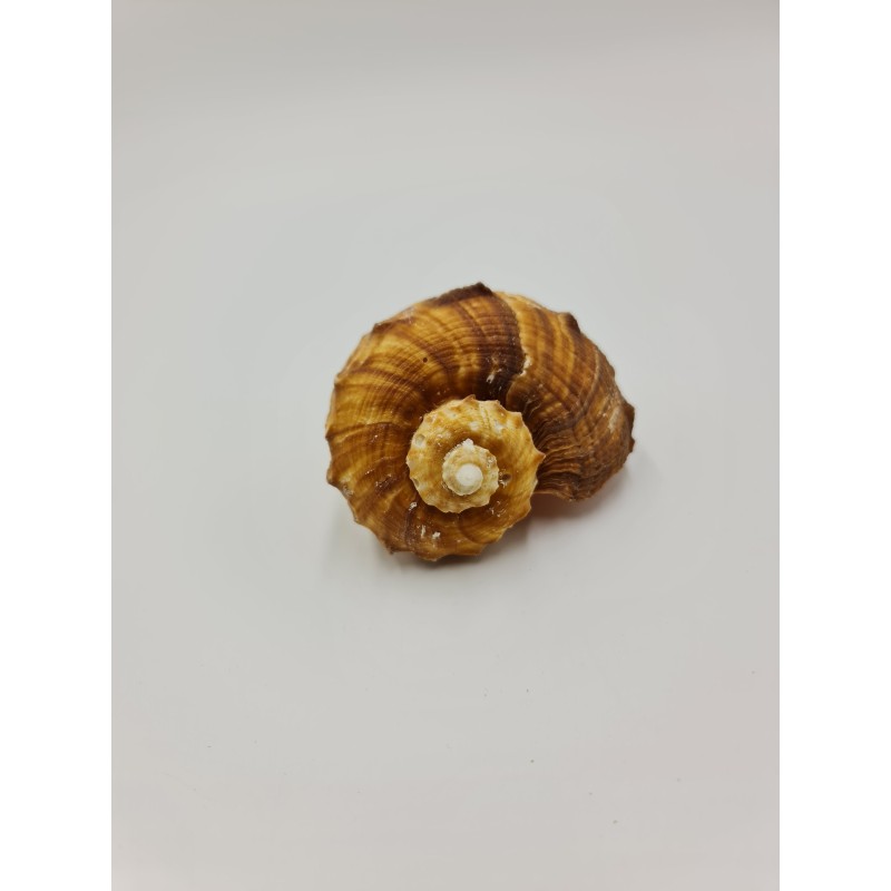 Rafana Shell 7-10cm