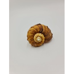 Rafana Shell 7-10cm