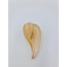 Ficus Gracilus - 8 cm