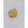 Ficus Gracilus - 8 cm