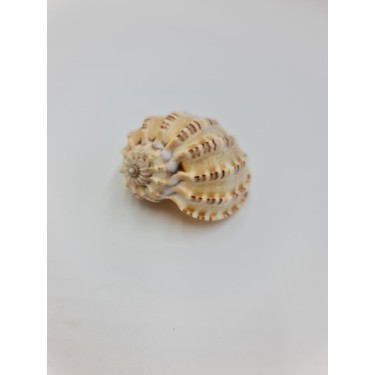 Harpa Davidis 6 - 8 cm