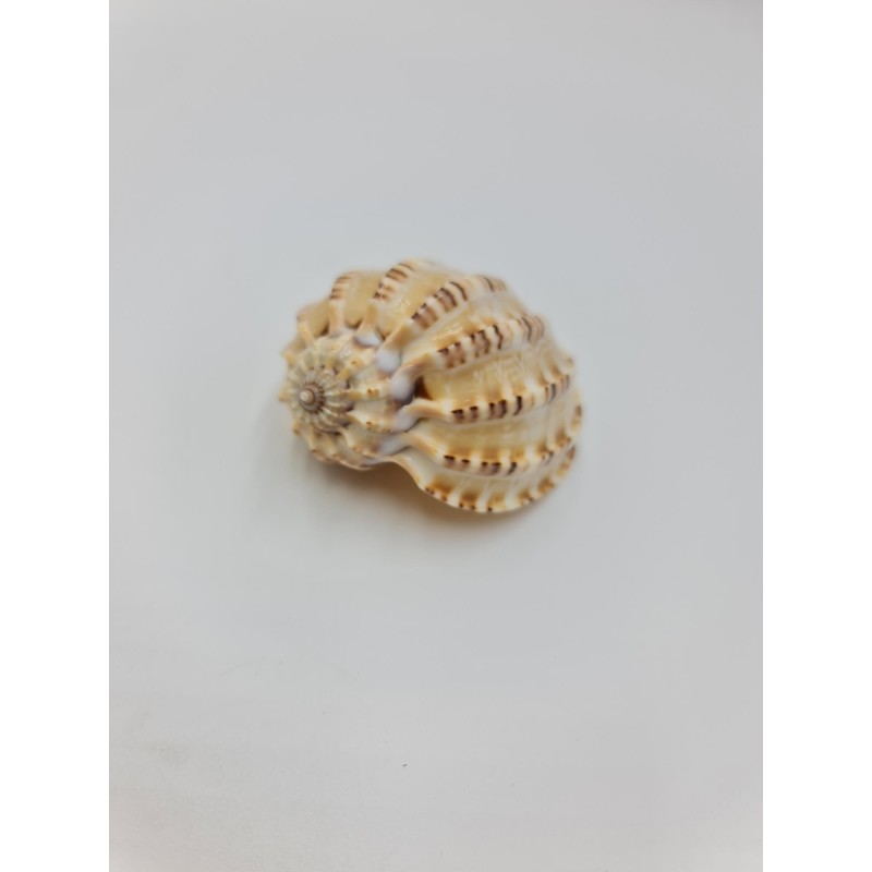 Harpa Davidis 6 - 8 cm