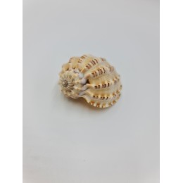 Harpa Davidis 6 - 8 cm