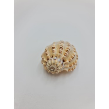 Harpa Davidis 6 - 8 cm