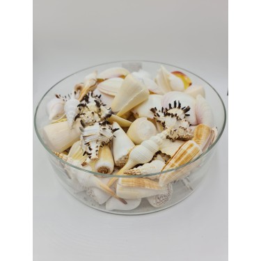 100 Pieces Assorted Shell Pack - White & Pale