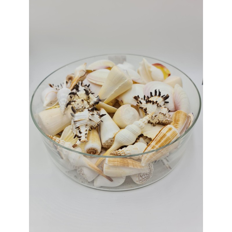 100 Pieces Assorted Shell Pack - White & Pale