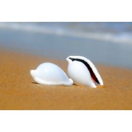 Ovula Ovum - Egg Shell - 5-8cm