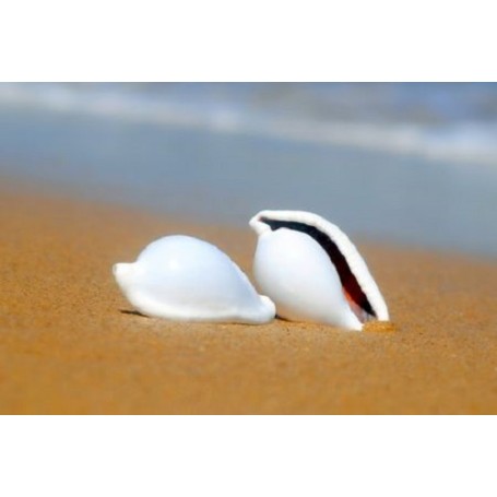 Ovula Ovum - Egg Shell - 5-8cm