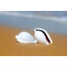 Ovula Ovum - Egg Shell - 5-8cm