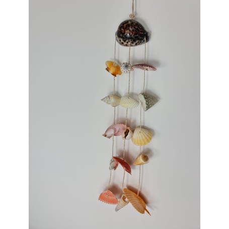 Cowrie with assorted shells
