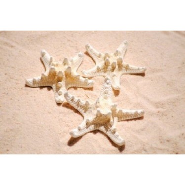 Philippine Starfish Bleached - 8cm