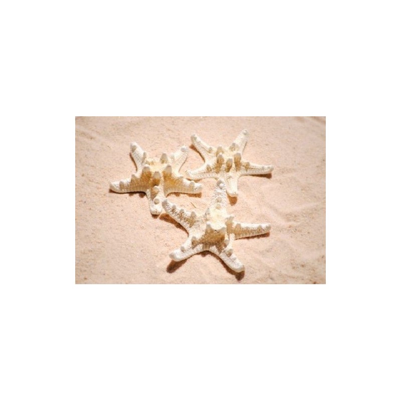 Philippine Starfish Bleached - 8cm