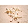 Philippine Starfish Bleached - 8cm