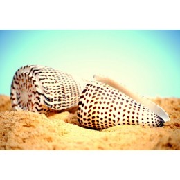 Conus Literatus - 10cm
