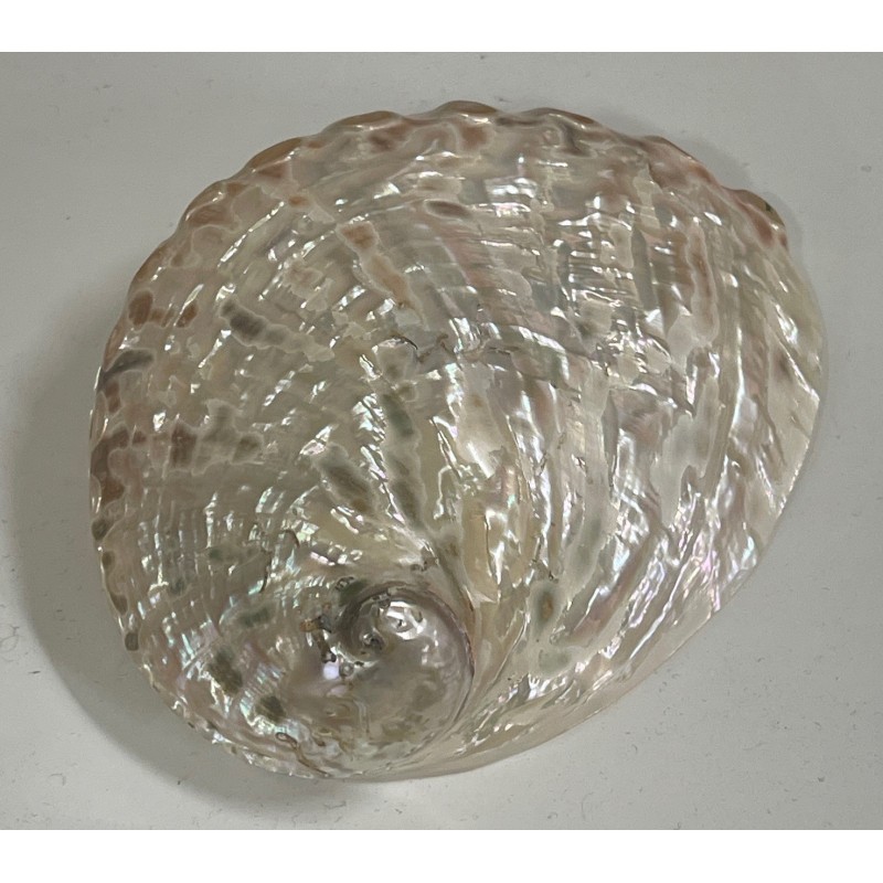 Haliotis Asimilis - 10cm - Pearlised