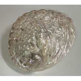 Haliotis Asimilis - 10cm - Pearlised
