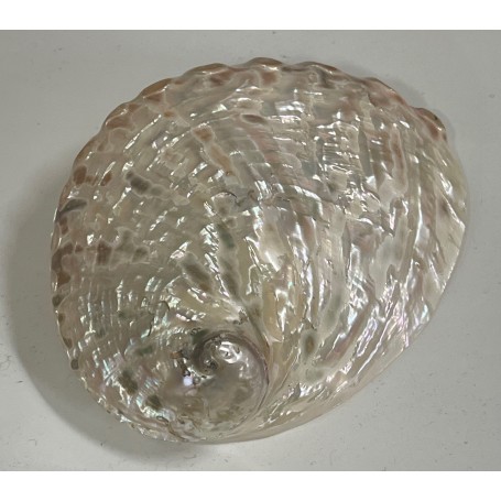 Haliotis Asimilis - 10cm - Pearlised