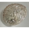 Haliotis Asimilis - 10cm - Pearlised