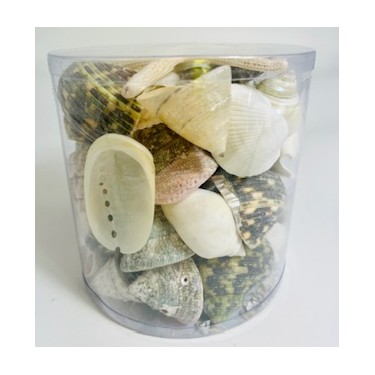 White/Green/Pearl - Cylinder of shells - 11.5 x 11.5 cm