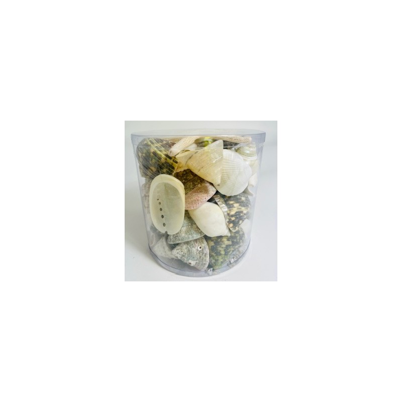 White/Green/Pearl - Cylinder of shells - 11.5 x 11.5 cm