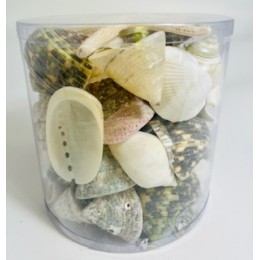 White/Green/Pearl - Cylinder of shells - 11.5 x 11.5 cm