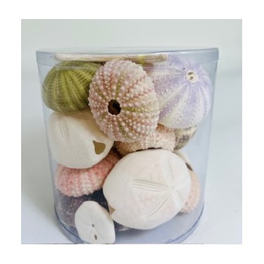 Cylinder of urchins mixed - 11.5 x 11.5 cm