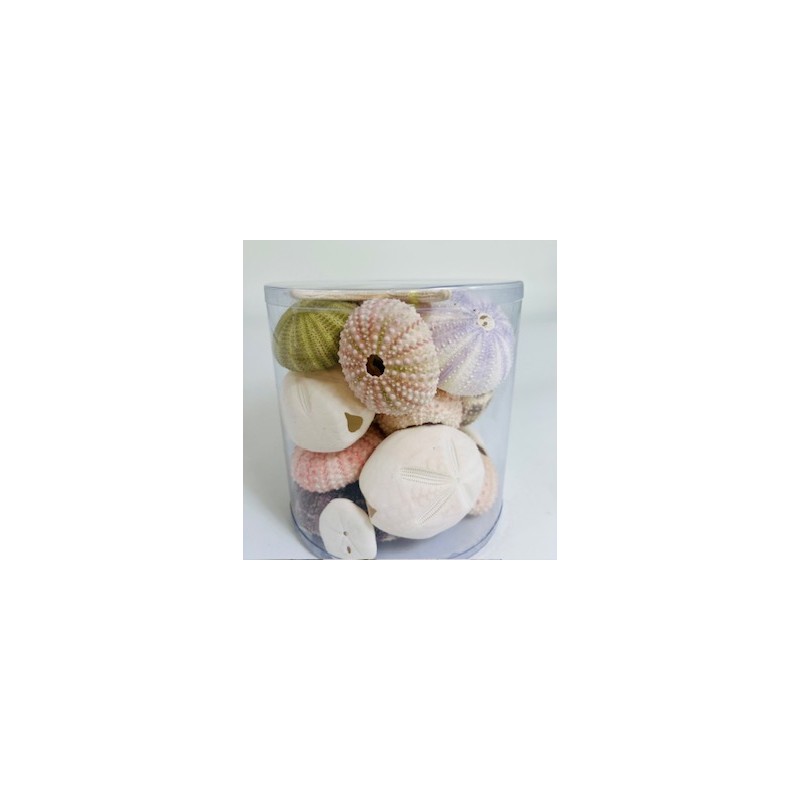 Cylinder of urchins mixed - 11.5 x 11.5 cm