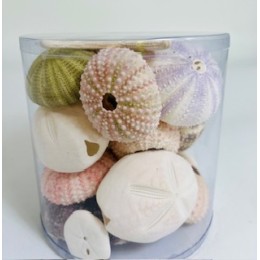 Cylinder of urchins mixed - 11.5 x 11.5 cm