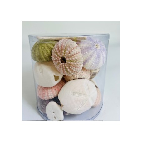 Cylinder of urchins mixed - 11.5 x 11.5 cm