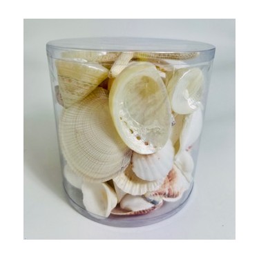 White/Pearl Cylinder of Shells - 11.5 cm x 11.5 cm