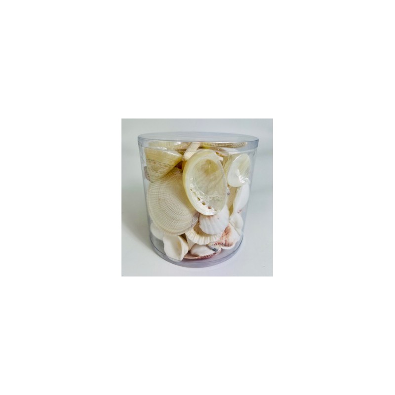 White/Pearl Cylinder of Shells - 11.5 cm x 11.5 cm