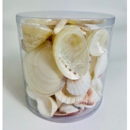 White/Pearl Cylinder of Shells - 11.5 cm x 11.5 cm