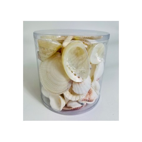 White/Pearl Cylinder of Shells - 11.5 cm x 11.5 cm