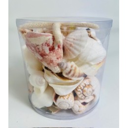 Pink/White - Cylinder of shells - 11.5 x 11.5 cm