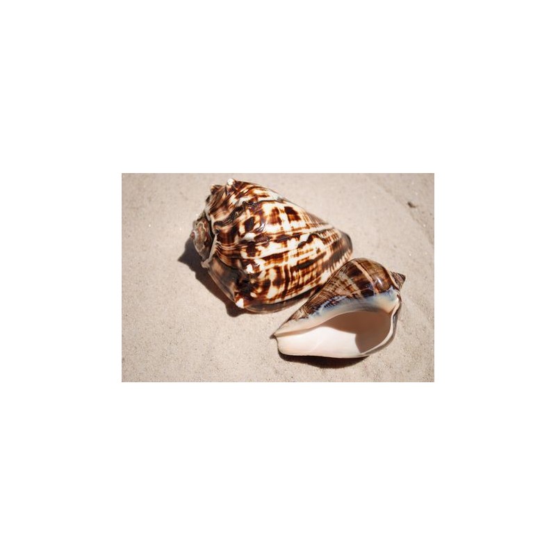 Fiber Conch - 10cm