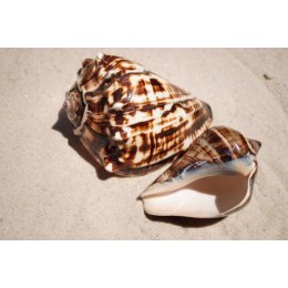 Fiber Conch - 10cm