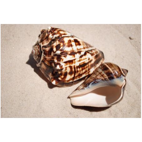 Fiber Conch - 10cm