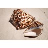 Fiber Conch - 10cm