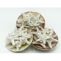 Bleached Starfish Pack Approx 10cm