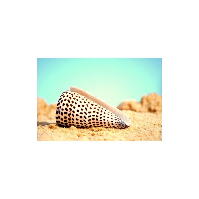 Conus Leopardis - 12cm