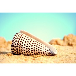 Conus Leopardis - 12cm