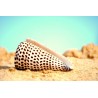 Conus Leopardis - 12cm