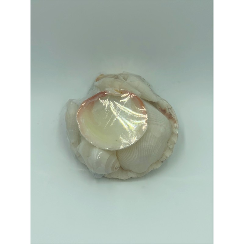All White Shells in Small Scallop