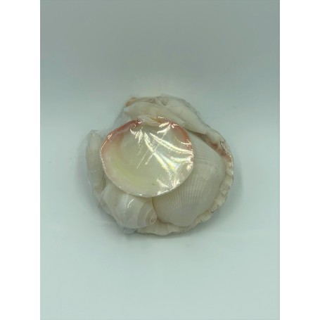 All White Shells in Small Scallop
