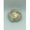 All White Shells in Small Scallop