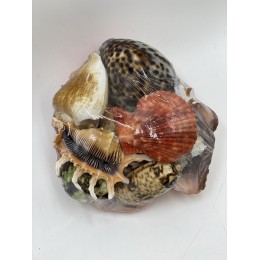 Fruit of the Sea Pack 13-14cm