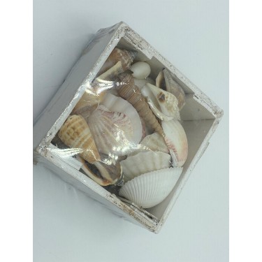 Small White Shell Box
